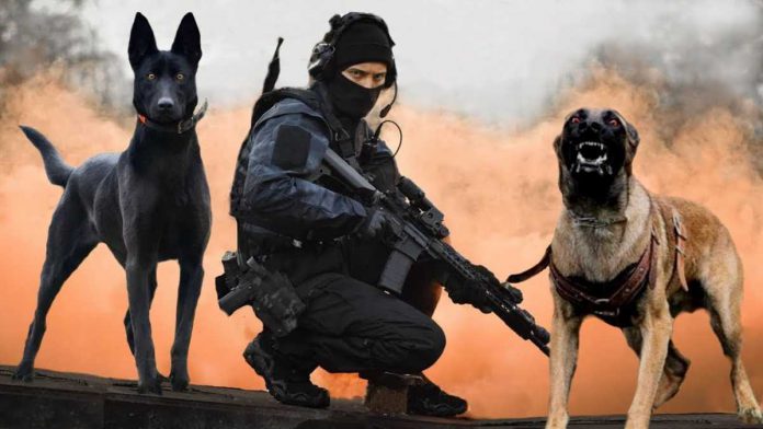 10 Mejores razas de perros militares y policiales