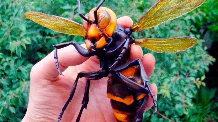 7 Insectos peligrosos que existen en la actualidad