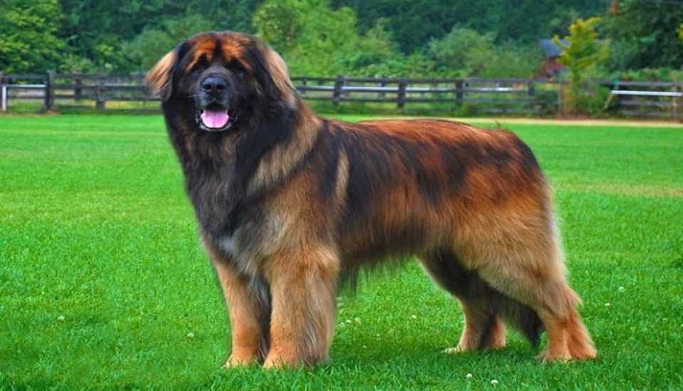Perros más grandes del mundo - Leonberger