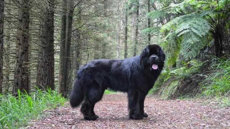 Perros más grandes del mundo - Terranova