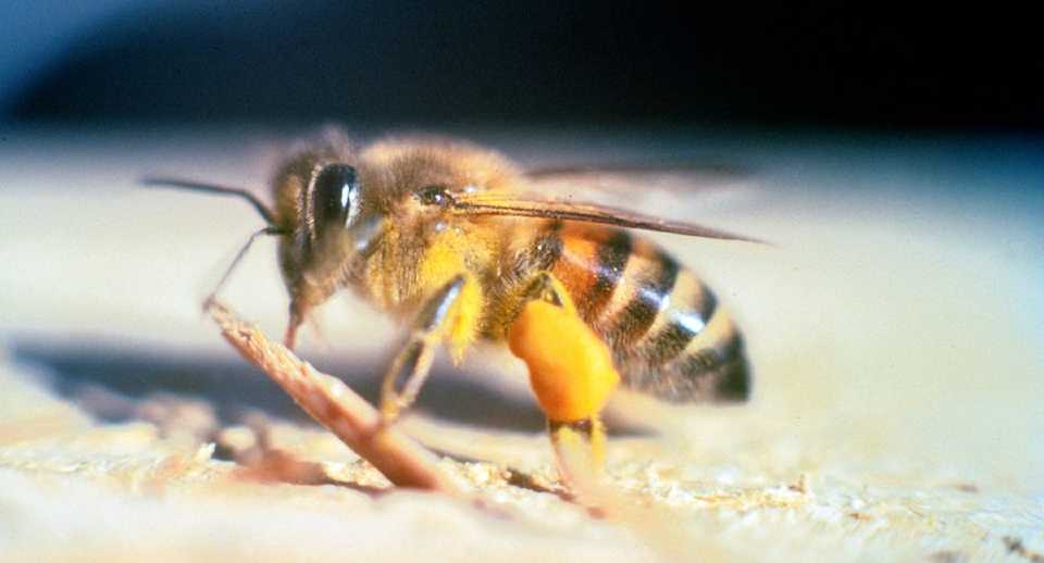 abejas africanizadas