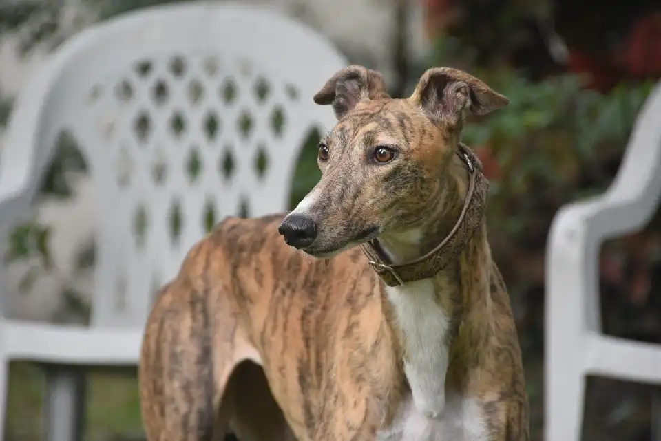 Greyhound - Perros mas veloces del mundo