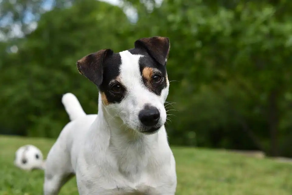 Jack Russell Terrier - Perros mas veloces del mundo