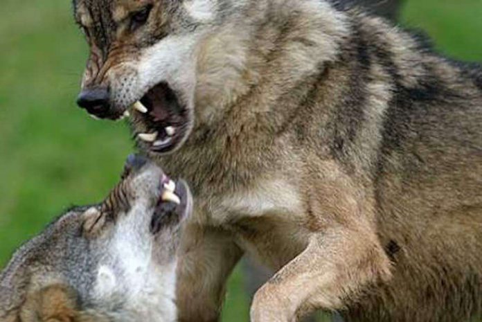 8 Razas de perros que pueden vencer a un lobo
