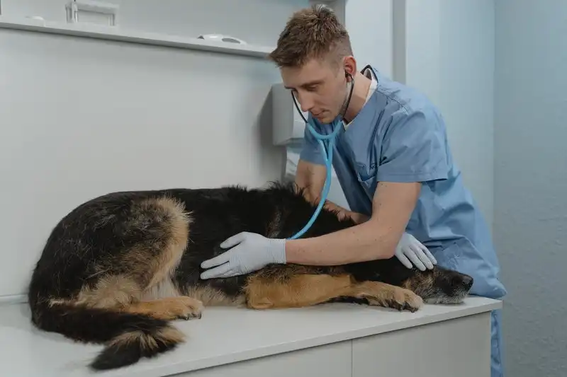 perro-en-veterinario