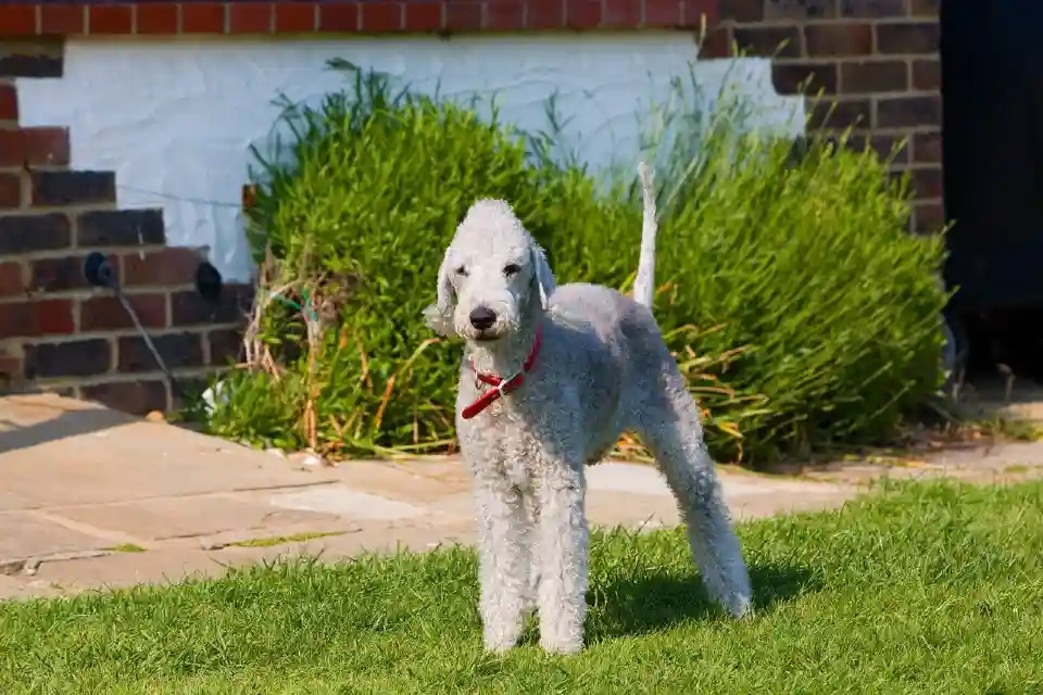 Bedlington Terrier-perros mas caros del mundo