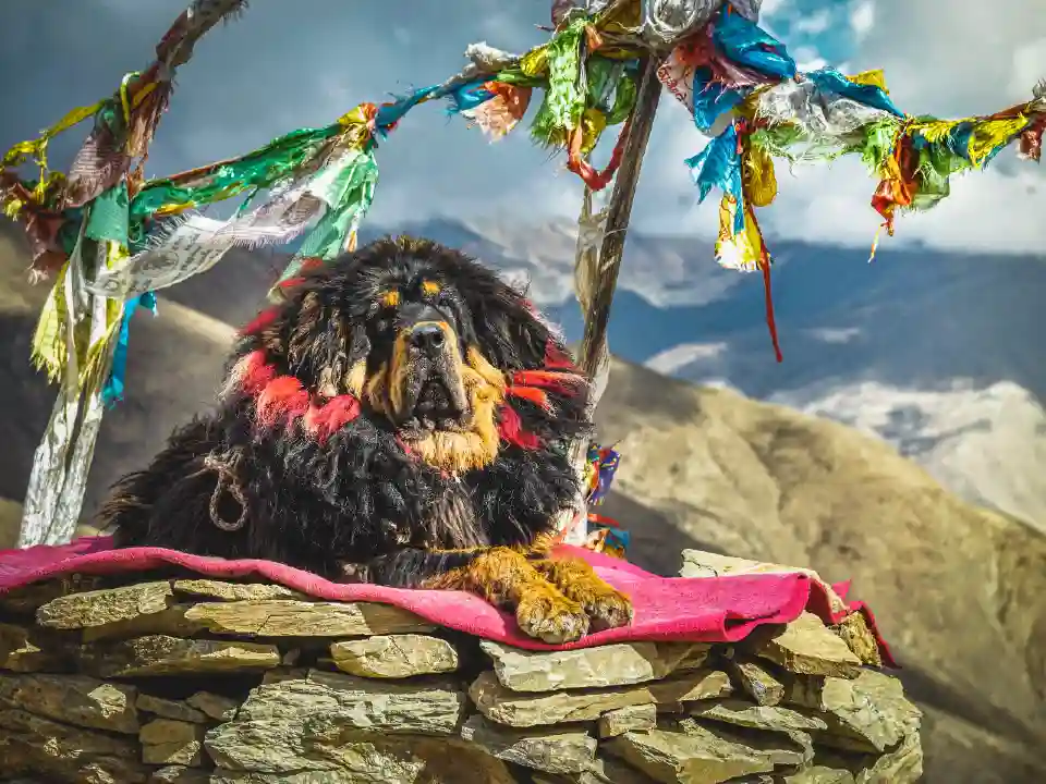 dogo del tibet - perros que no deberias molestar