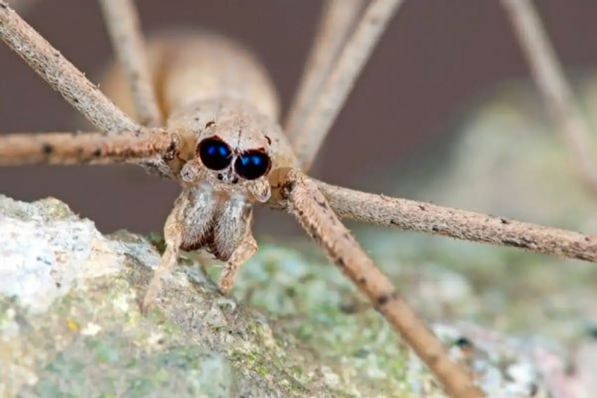 Araña Cara de Ogro