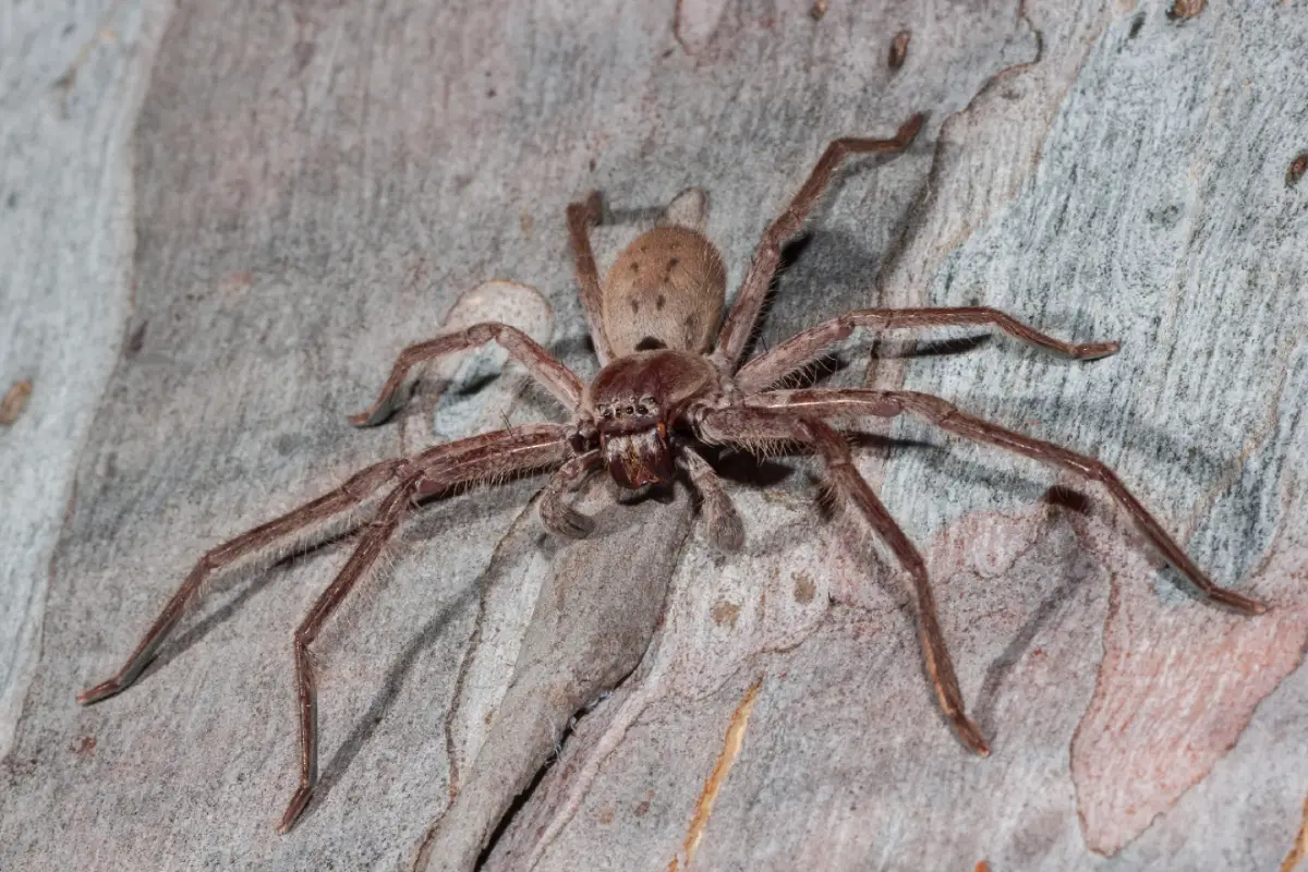 Araña Cazadora Gigante