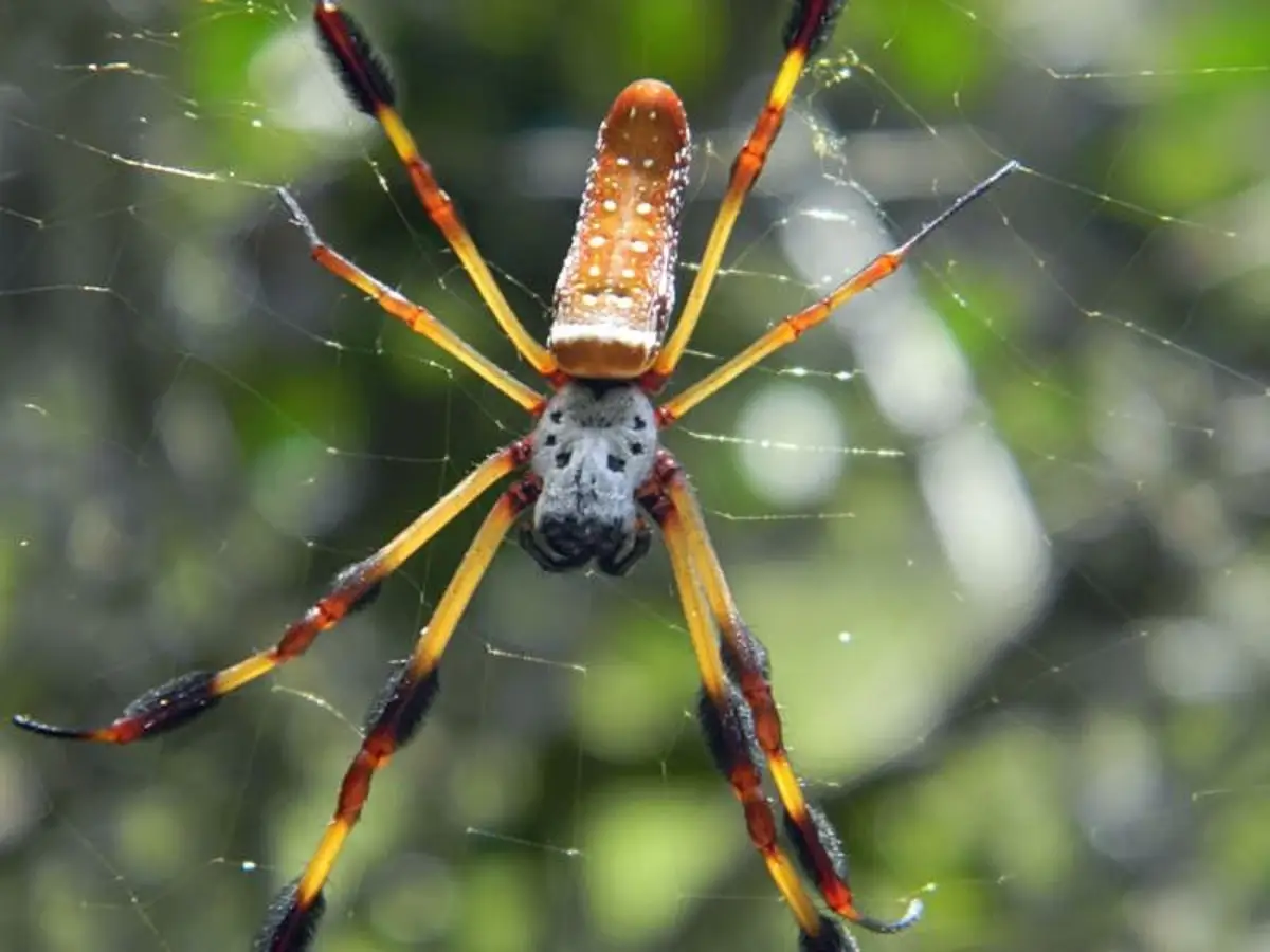 Araña de Seda de Oro