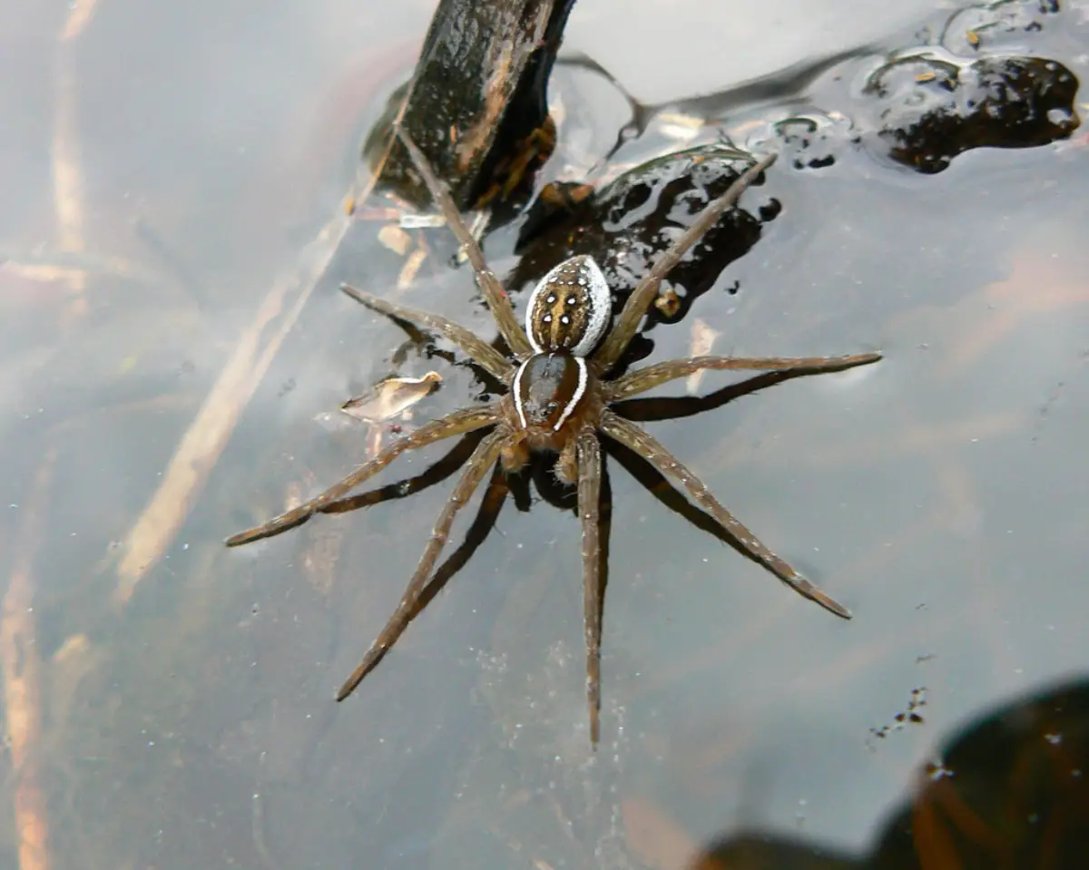 Araña pescadora (Dolomedes)