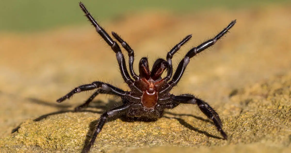 araña de embudo Atrax robustus en Australia