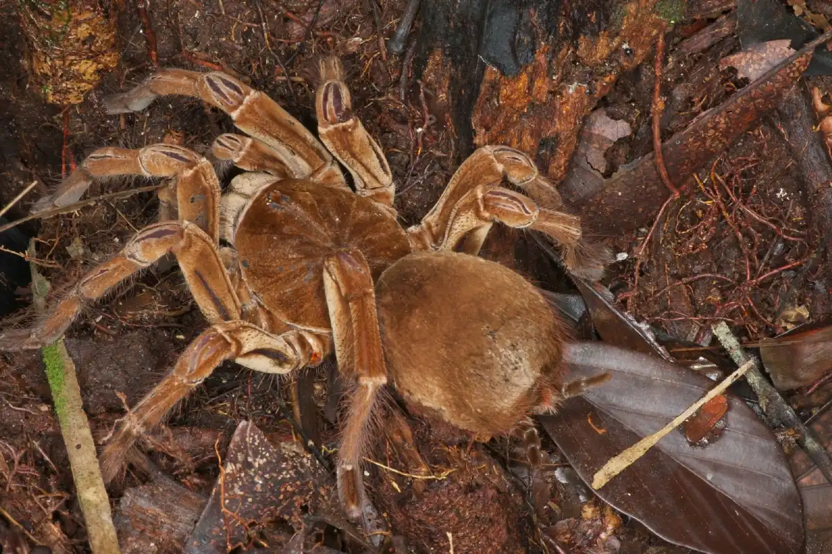 araña goliat