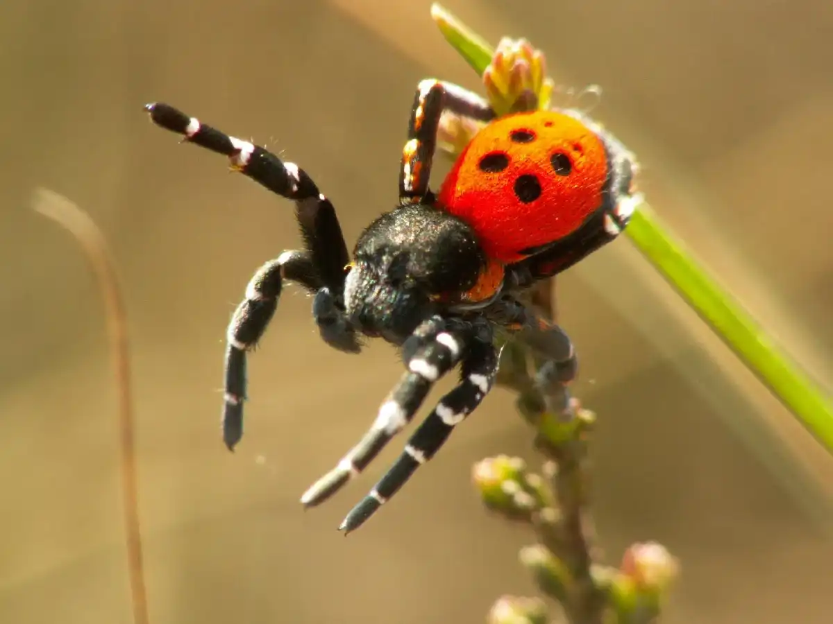 araña mariquita