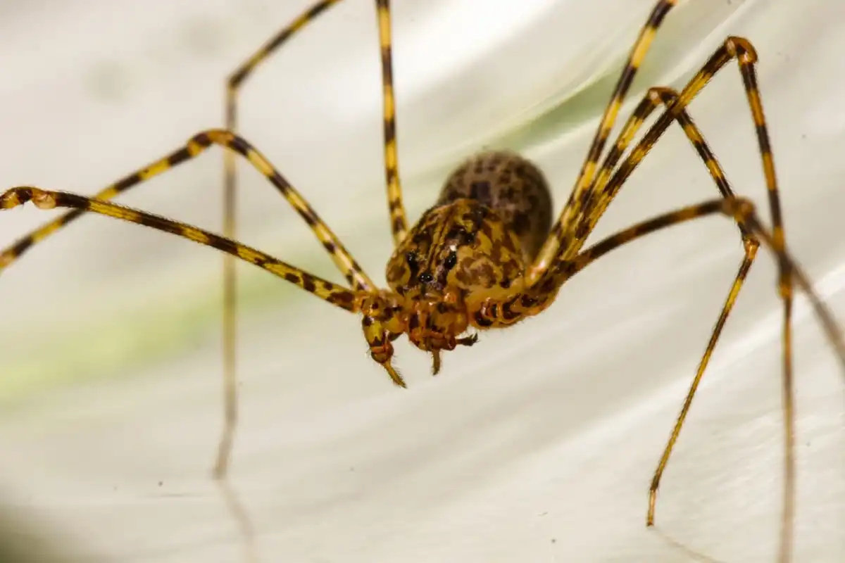 Araña escupidora (Scytodes globula)