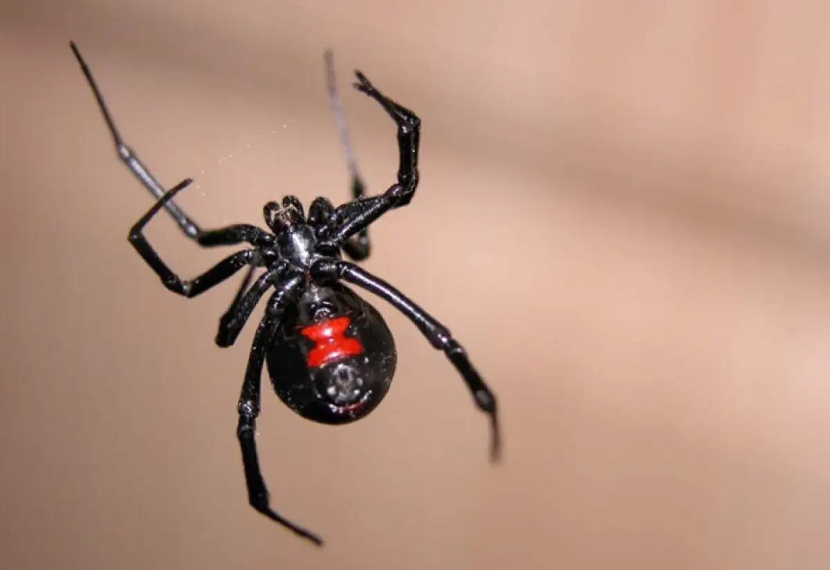 araña viuda negra