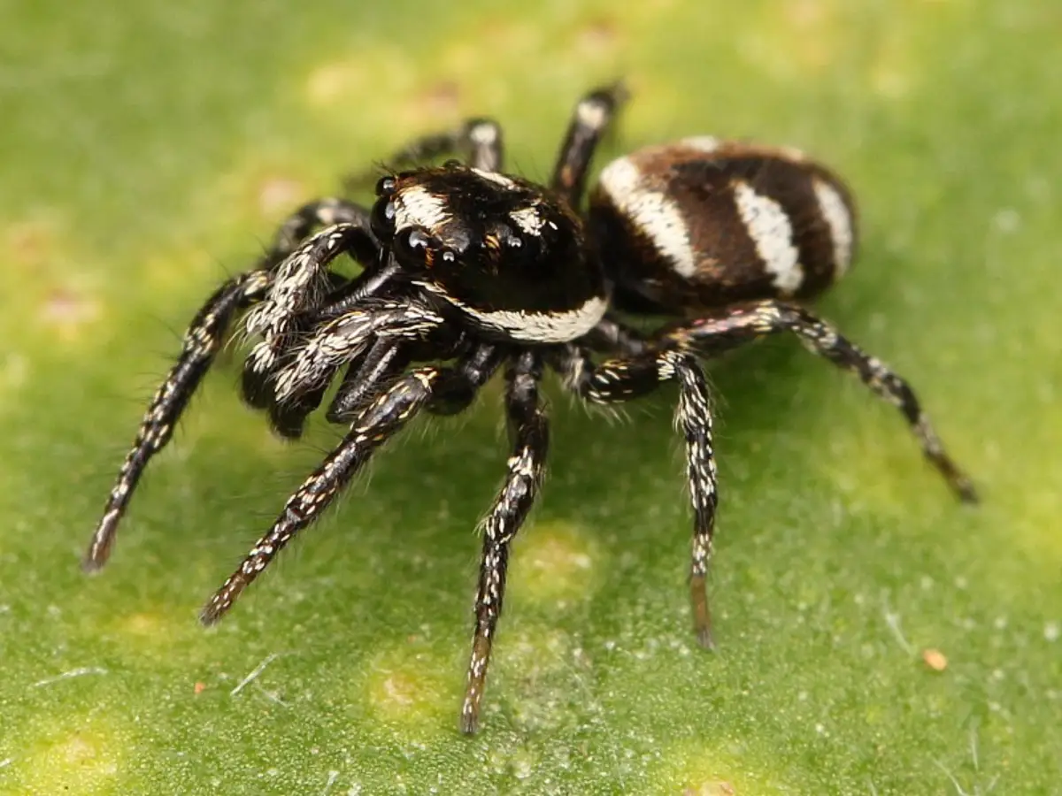 Araña Cebra (Salticus scenicus)