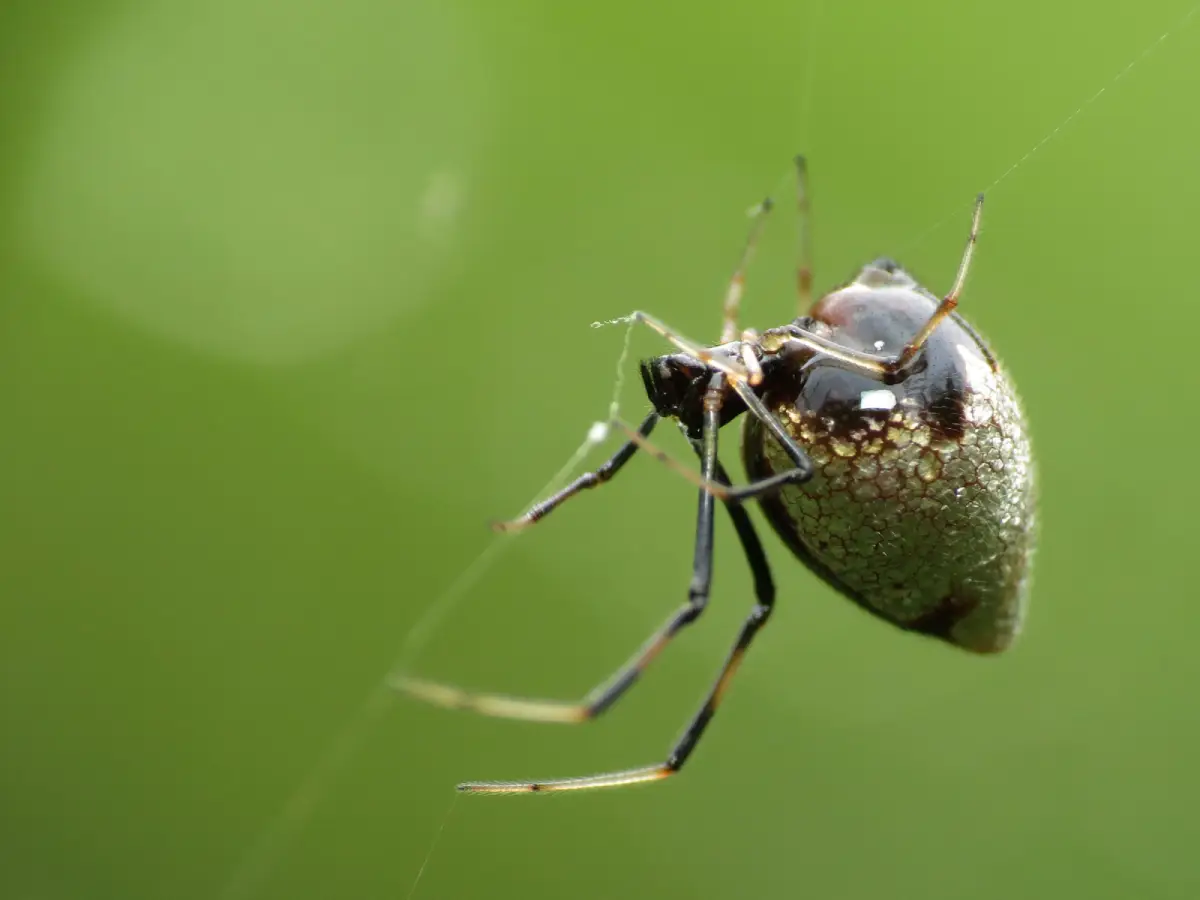 Araña Enana de la Hoja (Argyrodes elevatus)