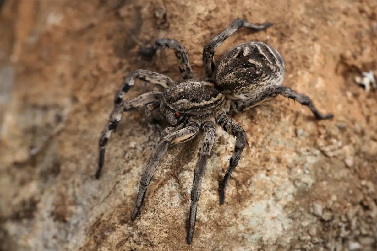 Araña Lobo (Lycosidae)