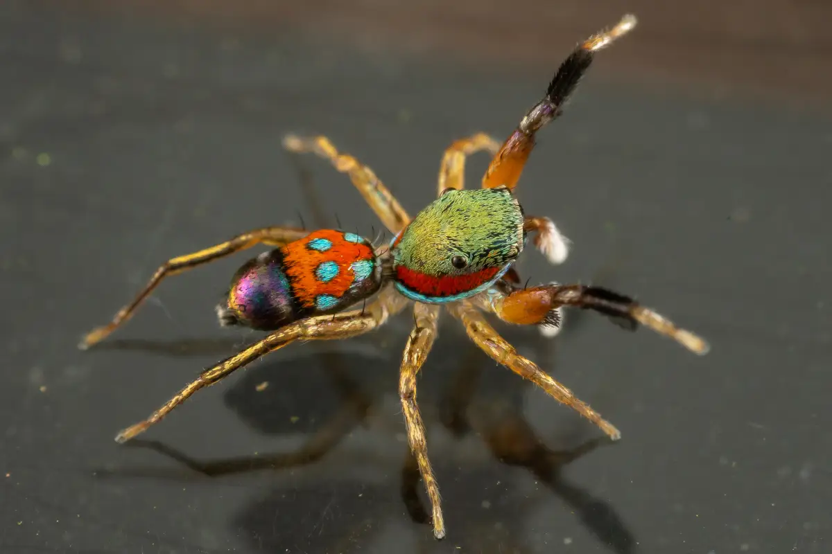 Araña Pavo Real de Borneo (Siler semiglaucus)