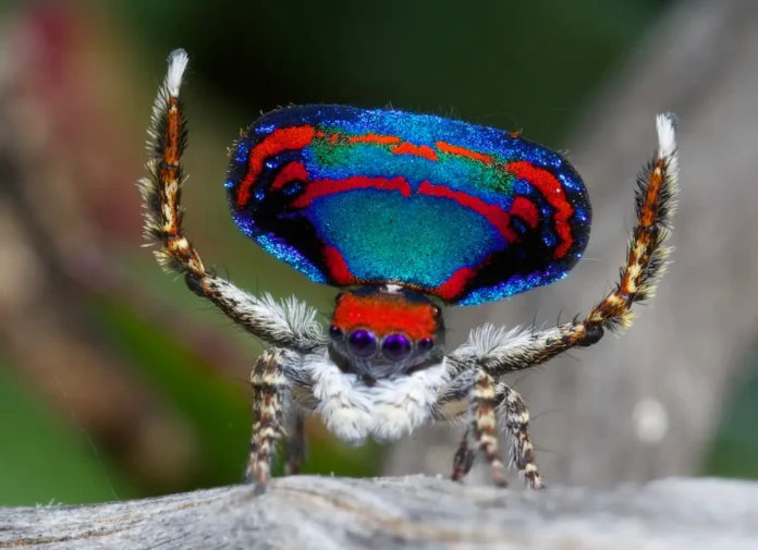 Araña Pavo Real de Madagascar (Maratus caeruleus)