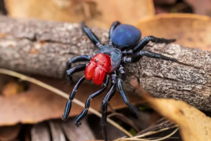 Araña Ratón (Missulena)