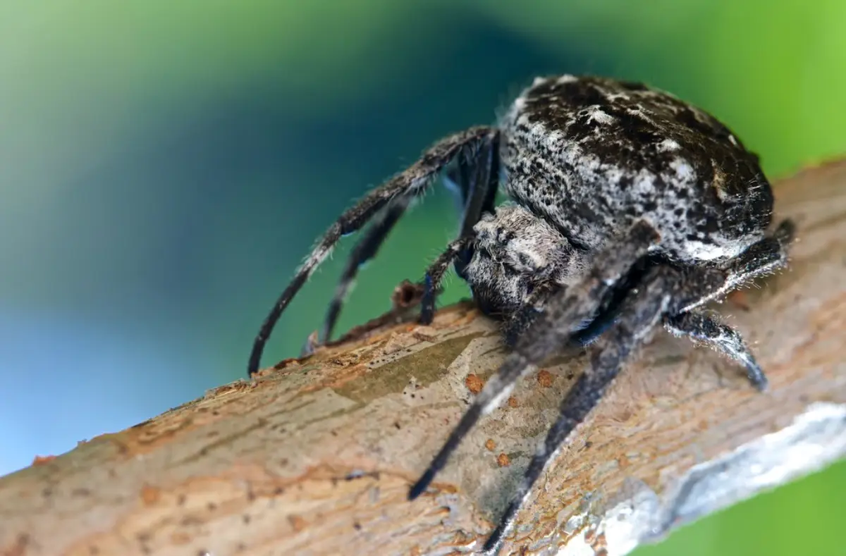 Araña Tejedora de Orbes de Darwin (Caerostris darwini)