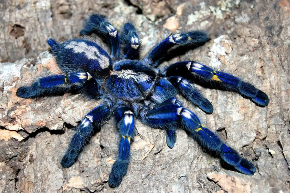 Araña Tigre (Poecilotheria metallica)