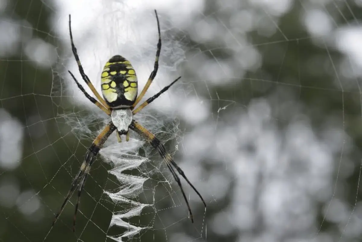 Araña de Jardín (Argiope aurantia)