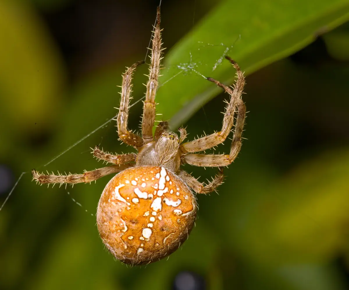 Araña de Jardín Europea (Araneus diadematus)