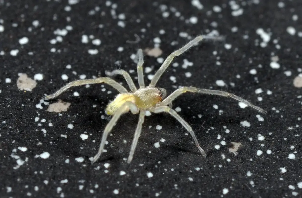 Araña de Saco Amarillo (Cheiracanthium)