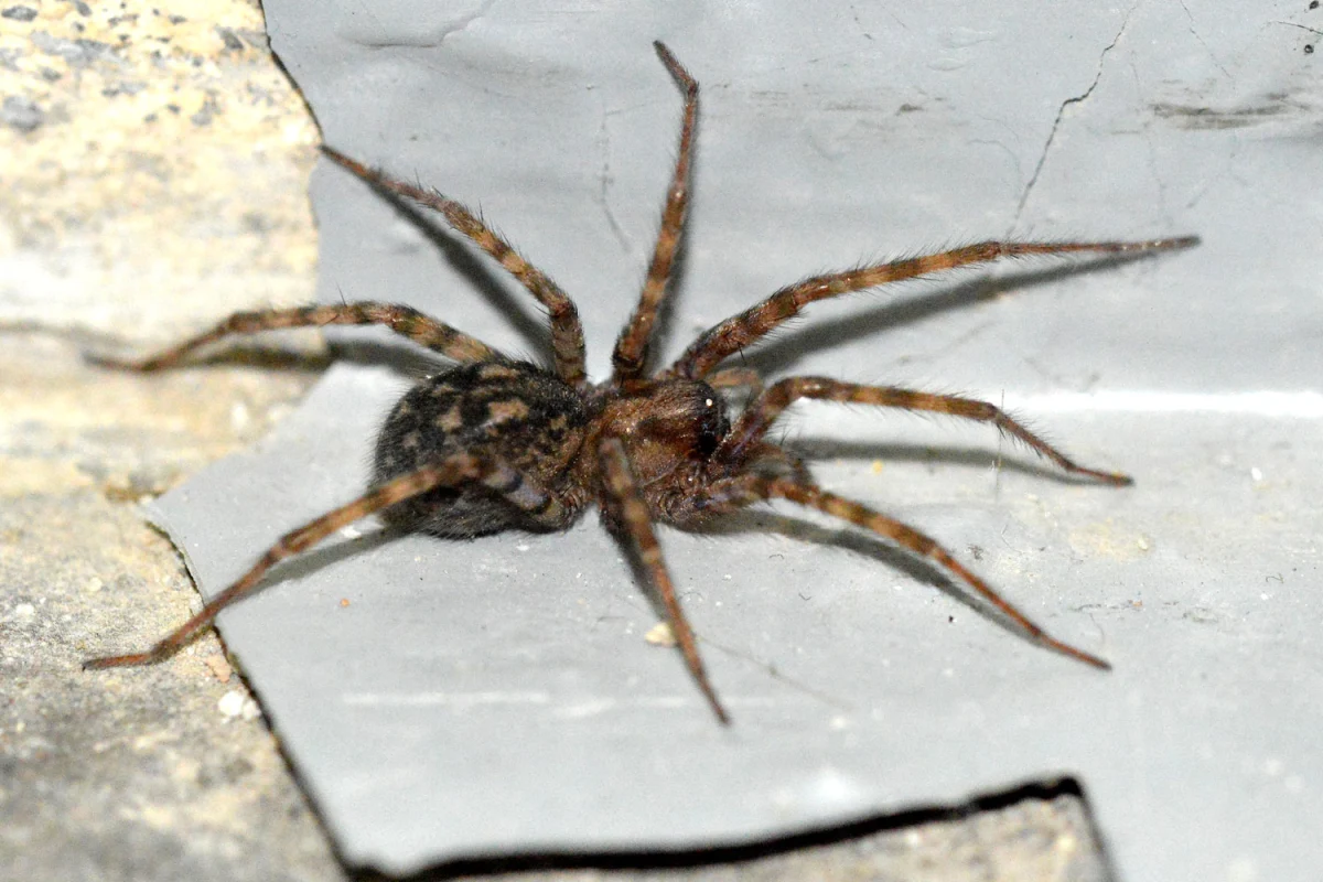 Araña de la Casa (Tegenaria domestica)