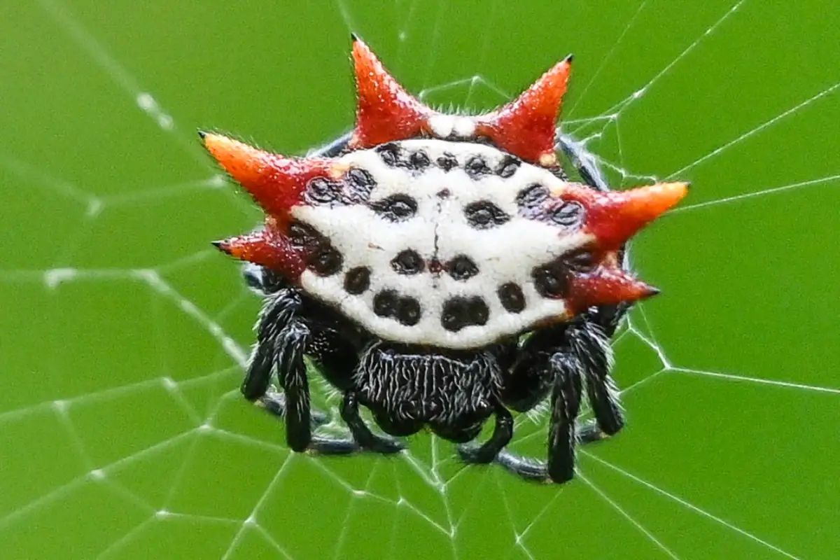 Araña enana de los Matorrales (Anapidae)