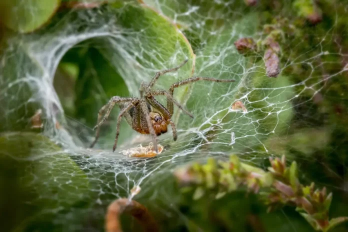 Las Telas de Arañas Más Resistentes del Mundo