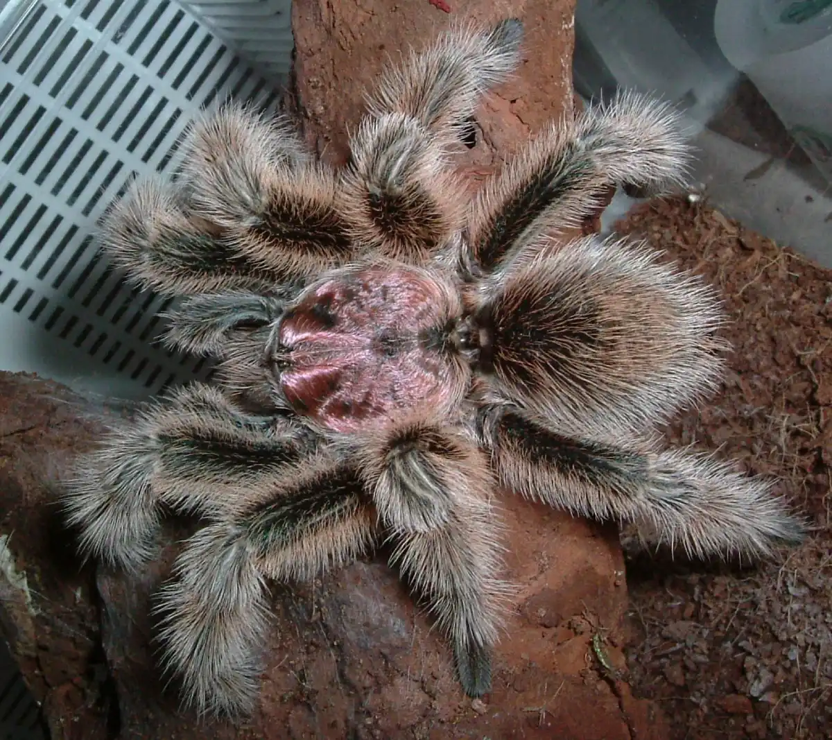 Tarántula Rosa de Chile (Grammostola rosea)