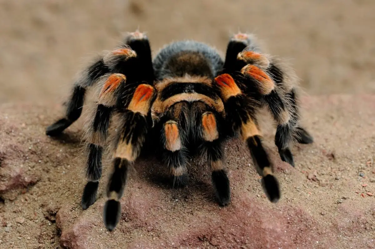 Tarántula de Rodillas Rojas (Brachypelma smithi)