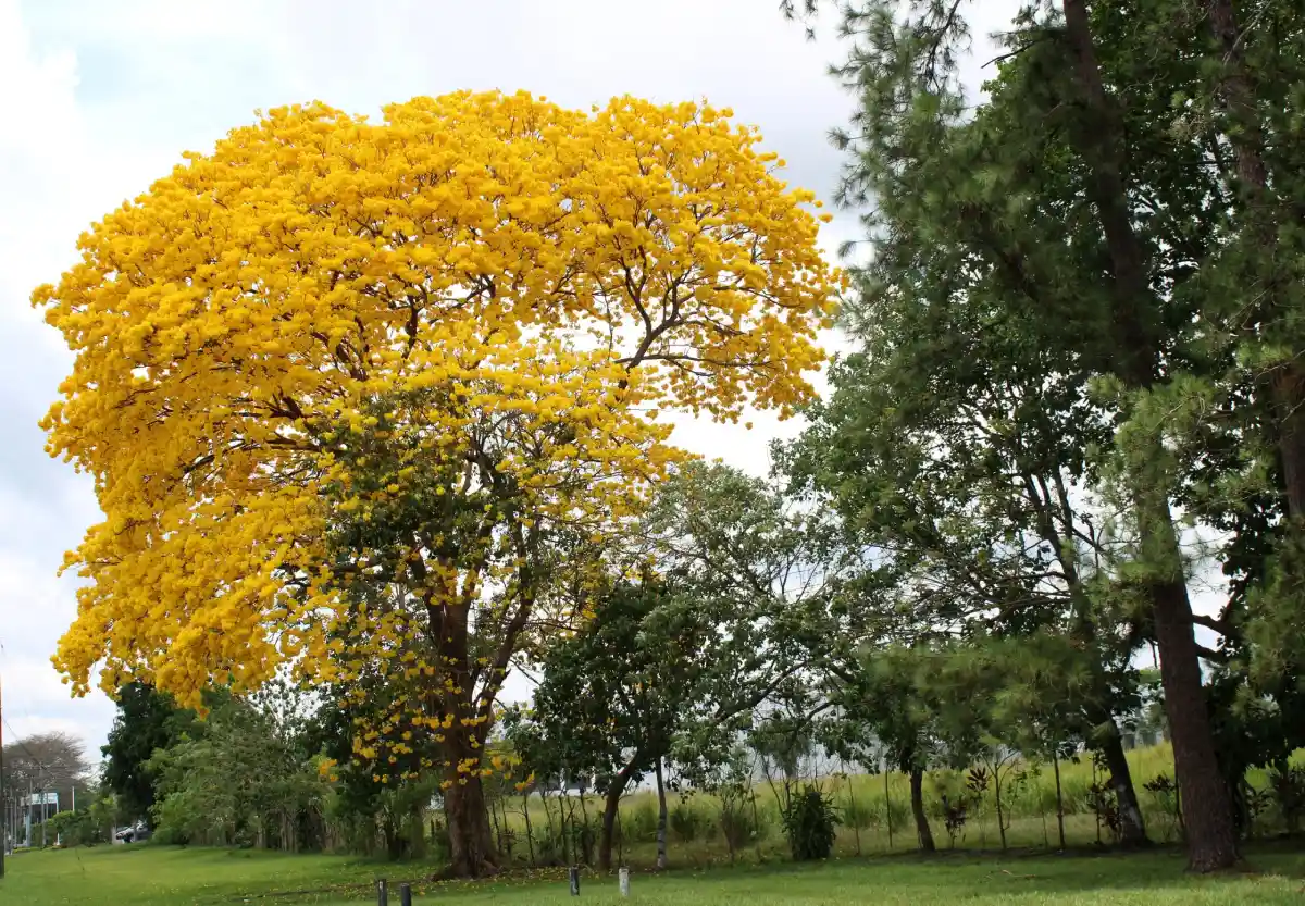 Araguaney (Tabebuia chrysantha)