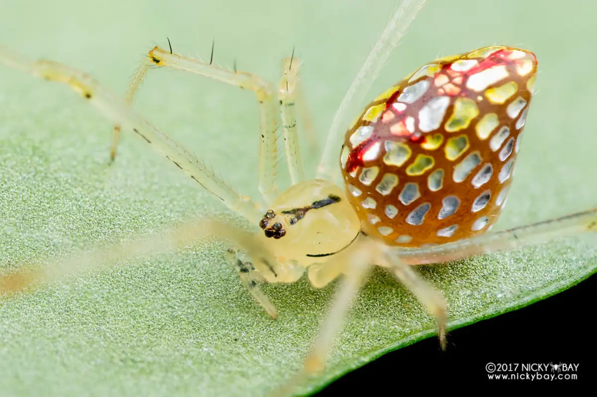 Araña espejo (Thwaitesia argentiopunctata)