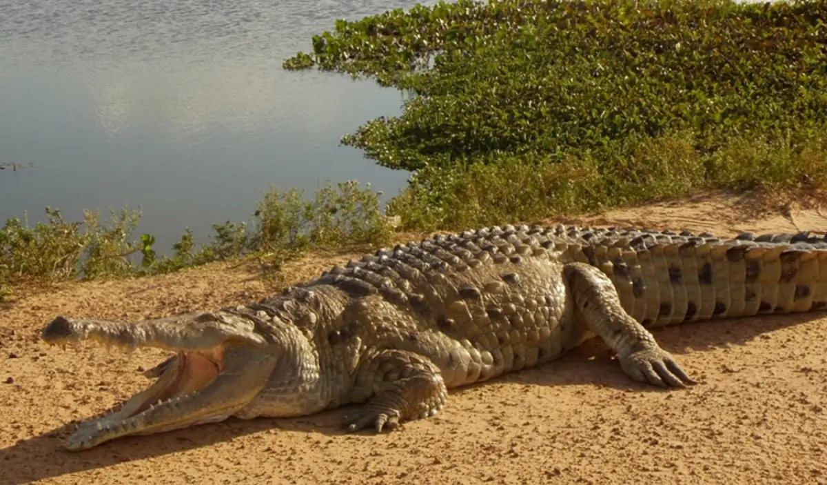 Caimán del Orinoco