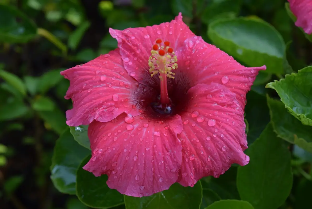 Cayena (Hibiscus rosa-sinensis)