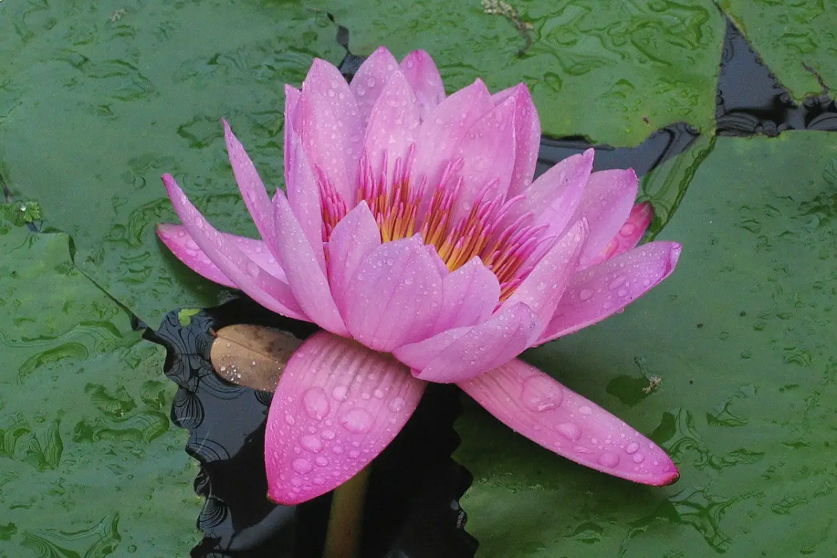 Flor de Bora (Victoria amazonica)