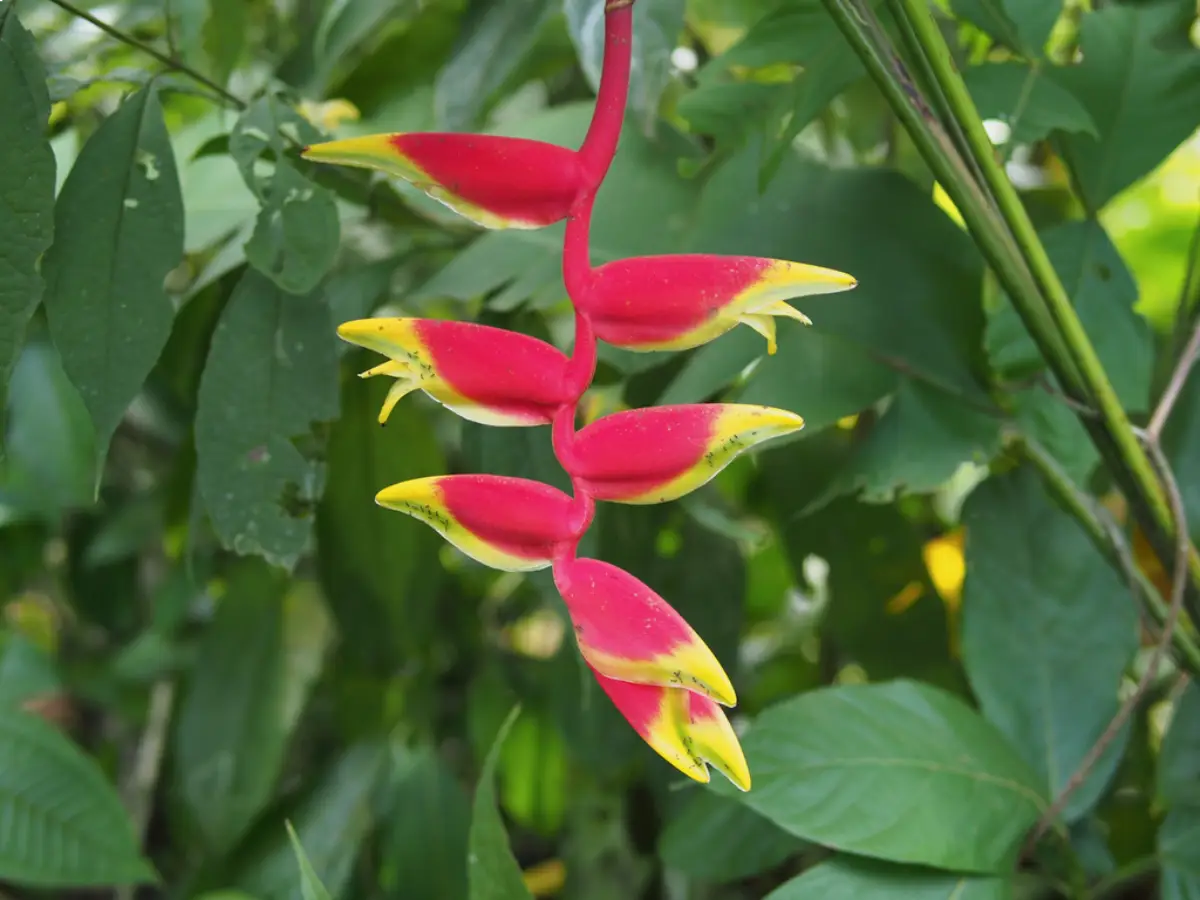 Flor de Cuchillo (Heliconia rostrata)