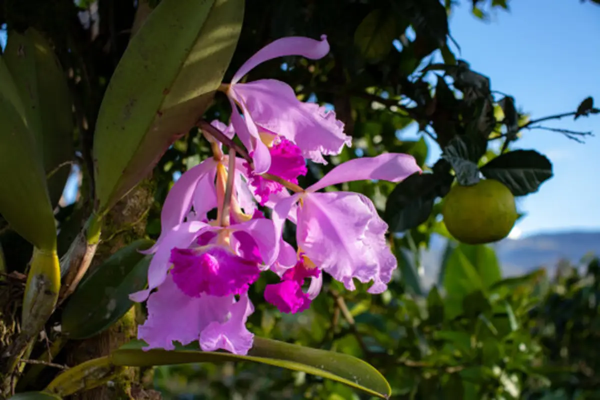 Flor de Mayo