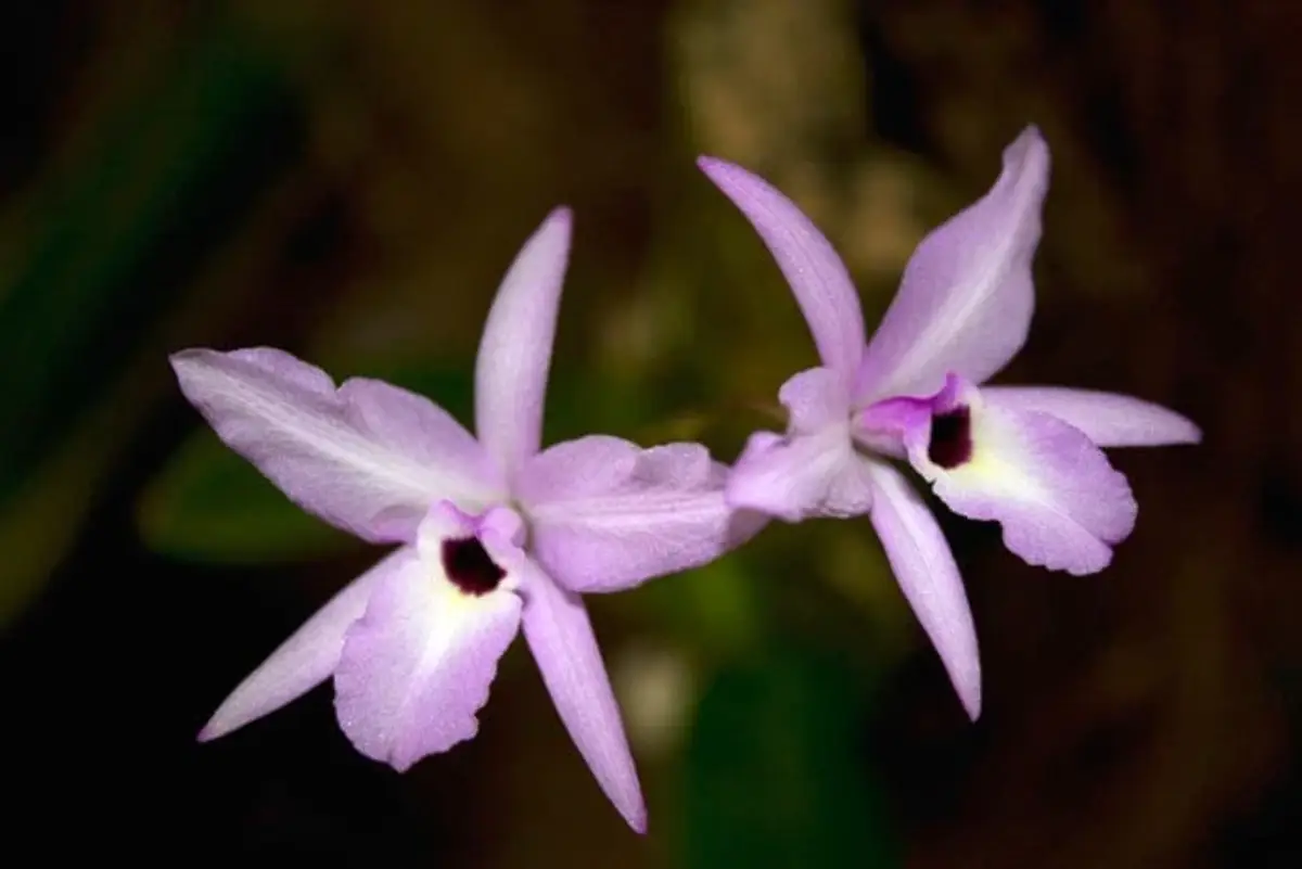 Flor de Paují (Laelia rubescens)