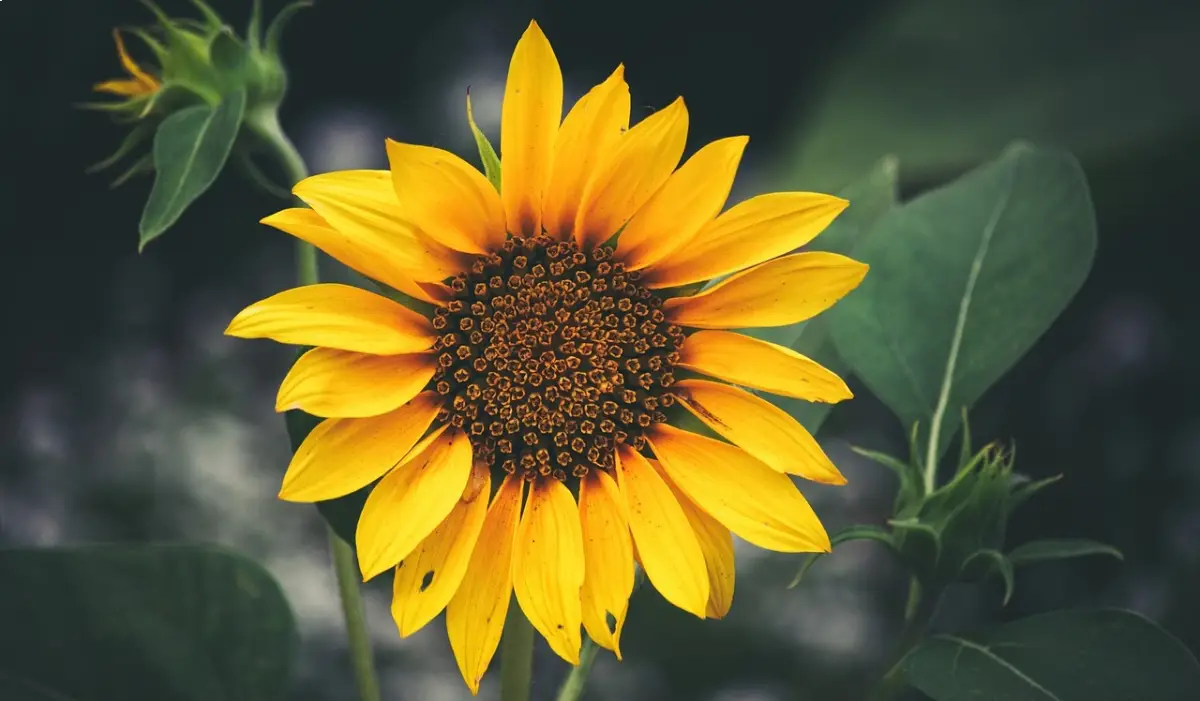 Girasol (Helianthus annuus)