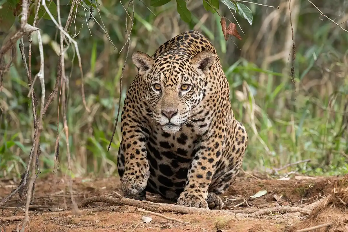 Jaguar