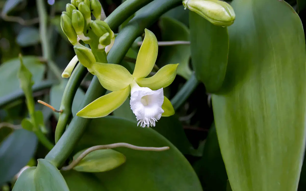 Orquídea Vainilla (Vanilla planifolia)