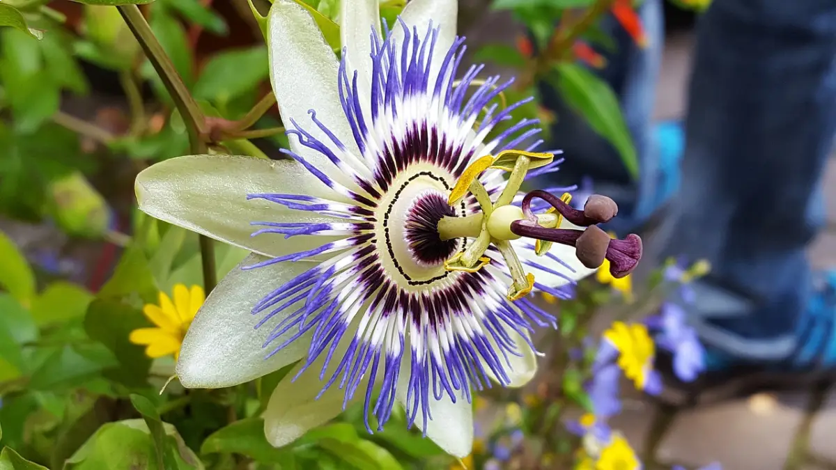 Pasiflora (Passiflora edulis)