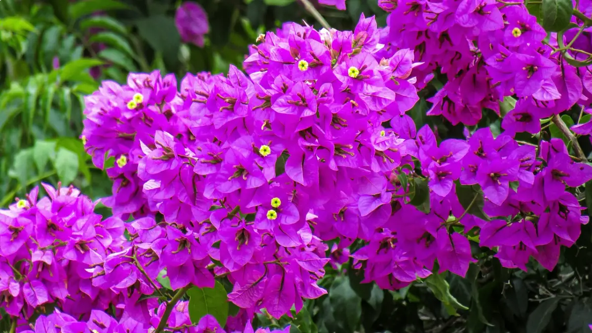 Trinitaria (Bougainvillea)