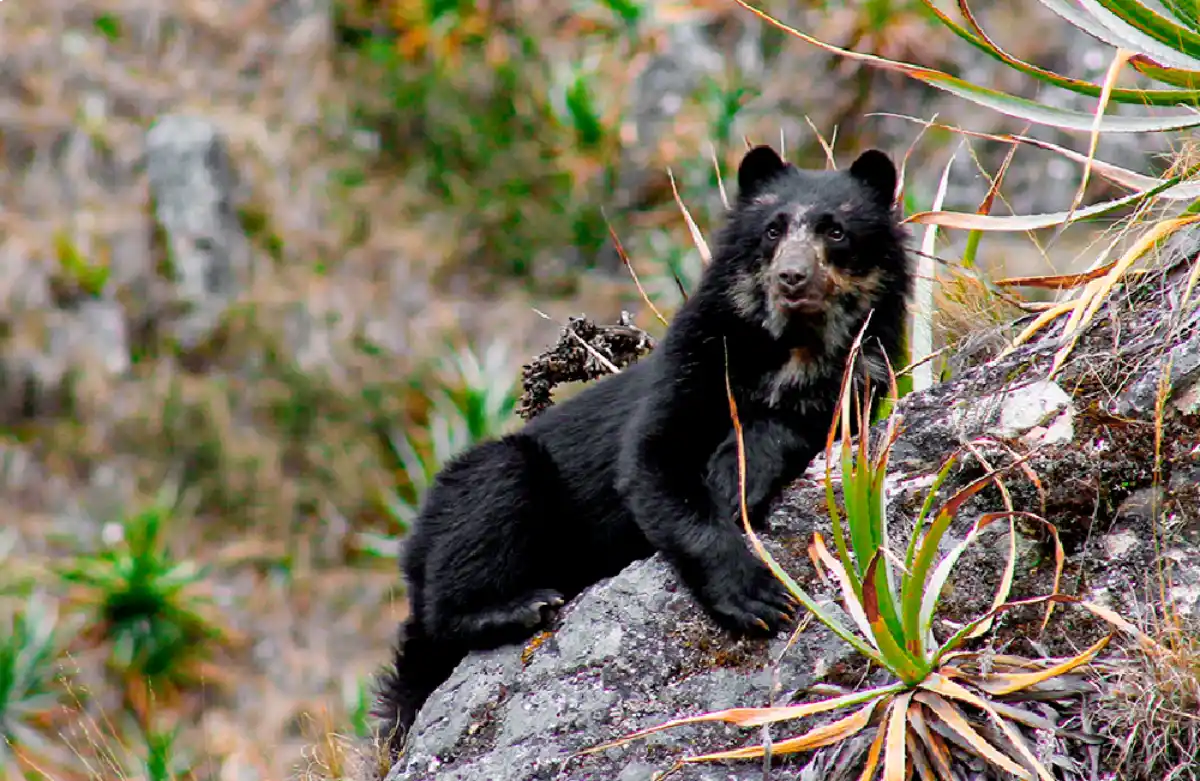 oso frontino